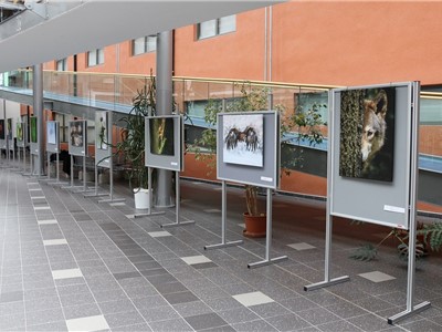 Radim Hlaváč vystavuje své fotografie v atriu Masarykovy nemocnice v Ústí nad Labem. Foto: Krajská zdravotní, a.s.
