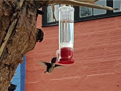 Pouze 7 cm měřící s necelé 4 g vážící kolibřík ostroocasý (Chaetocercus mulsant). Foto: Ivan Humhej